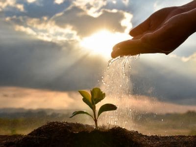A hand dripping water onto a sapling, creating the conditions for growth